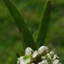 Shining Peppergrass (Lepidium nitidum var. nitidum): The little fruits on this native are edible & are said to taste like pepper.